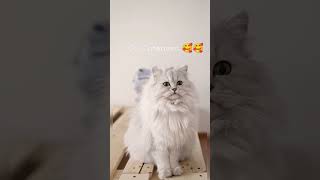 so cute cat..... #cute_cat #cat #funny_cat #shorts