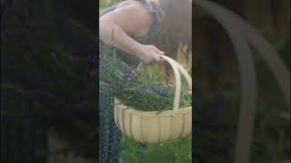 🌿 Healing Spiritual Sickness Through Plant Consciousness