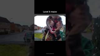 craziest cat sounds 🔊