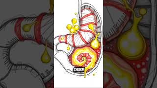 DigestiveSystem #FunBiology #ScienceFacts #ReelScience #EducationalReels