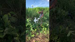 GOAT の配信:#contentcreator #trendingshorts #motivation #goodvibes #music #beats #remix #song