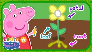 Flowers With Peppa Pig 🌹 Educational Videos for Kids 📚 Learn With Peppa Pig