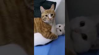 haha cat lovers #cat lovers#bewafa