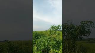 #আমারদিনগুলোসবযায়হারিয়েআধারে#nancysong#habibwahidnewsong#banglasong#amardingulosobjayhariyeadhare