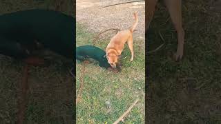 Kombai Doberman Playing