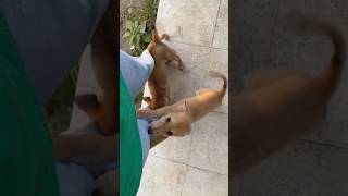 Check out my new vlog❤️ #newvlog #rakshabandhanspecial #dailyvlogging #vlogseries  #viralshortvideo