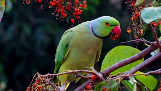 10 Birds Of The Amazon Jungle.