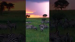 AI is here, but this shot is real 🫣 #shorts #africa #lightning #sunset #AI #travel