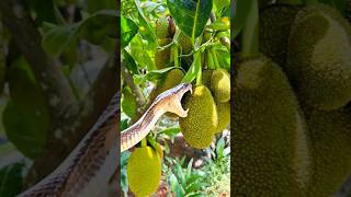 The big beautiful cobra snake is eating jackfruit #snakevideo #cobrasnake