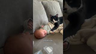 cats can be gentle too #cat #cats #catlover #baby #fyp #short