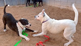 Dogs playing: Episode 60
