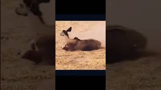 What happnd with cheetah ?