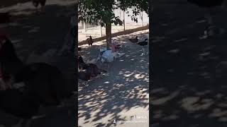 Los animales de la granja