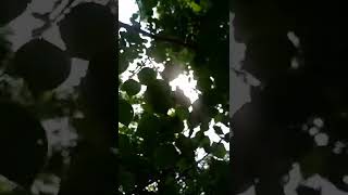 🌿Jeena jeena whatsapp status 💓|Lofi remix|#nature #shorts #jeenajeenaatifaslam