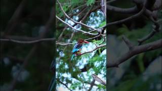 Silent Watcher of the Dusk | Ashokwildframes #NatureAtTwilight #BirdwatchingDaily  #EveningSilence