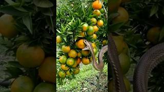 The big beautiful cobra snake is trying to eat orange #cobrasnake #snakevideo