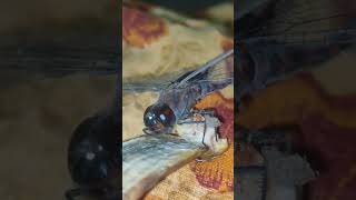 #viralshort #butterfly  #titli