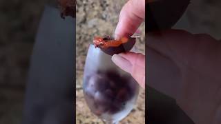 Bombones fríos rellenos de guayaba
