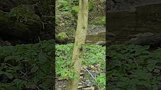 #nature #outdoorvibes #streamwater