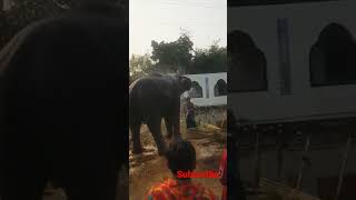 Bishal Ek Hati K Gosol Koracche Manush