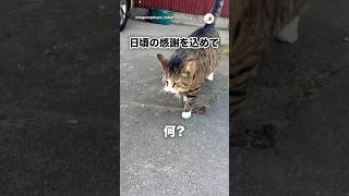 🐱「日頃お世話になっているので…」｜PECO