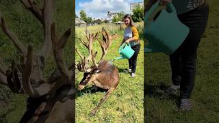 This desperate elk blocked traffic to save his friend until...