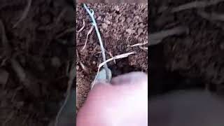 Plant Potatoes in Minutes! Unbelievable Secret Trick Revealed 🤯