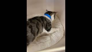 Panadero con El Pan #cat #catoftheday #cats