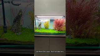 Stunning aquarium #PlantedTank #Aquascape #AquariumLovers #NatureAquarium #crystalclearwater