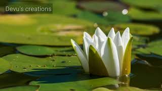 15 minutes Tenderness music for meditation