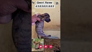 #kannipuppies#puppysale#chippiparaidog#dog#puppy#viralvideo#trendingshort#chippiparai#nature#breeder