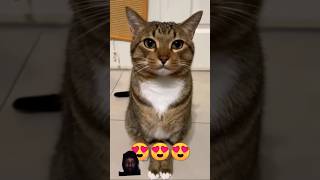 #cat #catlover #tingkahlucukucing #kucingkucinglucu #duniakucinglucu #cute #funny #kucingluculucuu