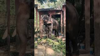 #guruvayoorelephants #nature #travel #kerala #trendingreels #animals #templeelephant #animallovers