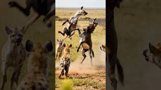 #WildAnimals #AnimalPlanet #NatureShowdown #ViralShorts #YouTubeShorts