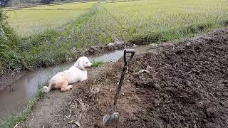 Dogs enjoying the rice field #aspinLover