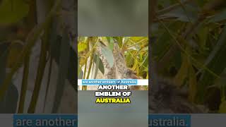 The Captivating Wonders of Australian Wildlife | CANADA vs AUSTRALIA #AustralianCulture #Culture