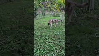 " Rugar the Wolf  |  Guardian of the Sunlit Woods "