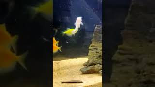 Aquarium cleaner #shortsvideo #shorts
