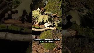 Oak tree #facts #NatureIsAmazing #ScienceShorts  #EducationalVideo #NatureLovers #TreeFacts