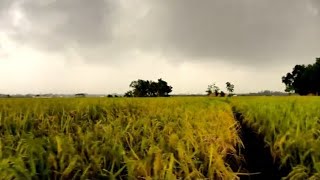 Bolona (Lyrics) Song | Munna Islam | বলোনা |