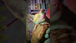 Gulbahar meow || #shorts #trending #foryou #gulbahar #ishaan #love #status