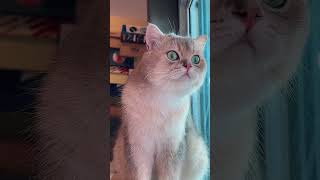 メロウな瞬間: Prem Sundari の「Pardesiya Sonf」にインスパイアされた Lo-Fi Beats ストリーム #song #music #cat