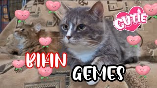 🥰 Anak kucing lucu imut bikin gemes 🥰