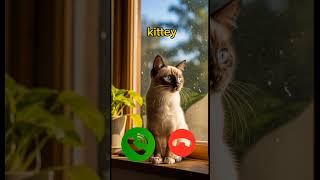 catcall #aicat #ringtone #ringtones #iphone #cat #shorts #catcalling #monkcall #monk #smartphone