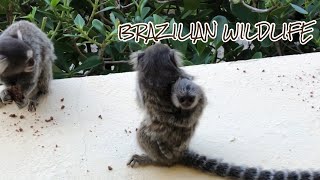ADORABLE BABY SEA TURTLE, MONKEYS AND CRABS IN BRAZIL.
