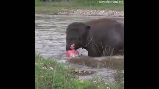 川で溺れているとゾウがあわててやって来る