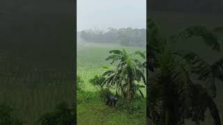 #Rain #Sleep #Relax #heavyrain #nightrain #storm #StormyRain #Thunder #forestrain #rainforest