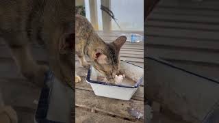 #animalantics #adorableanimals #animaladventures #animalenchantment #animalfanatics