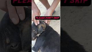 কুকুরের পুরো মাথায় পোকা 😭 এই ভিডিওটাতে যদি ভালো সাপোর্ট পাই তাহলে এরকম কাজ চালিয়ে যাবো #shorts