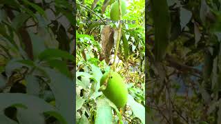 mango #banglamoviesong #banglapopularsong #banglasong #popularbnaglasong #banglavideosong #food